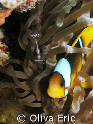 Clown et crevette by Oliva Eric 